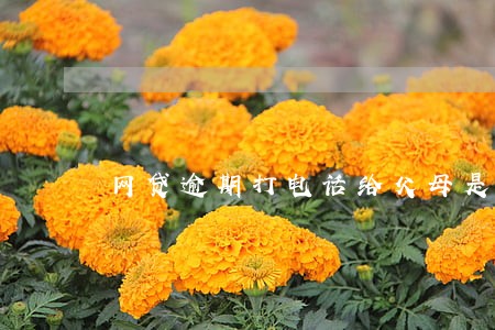 网贷逾期打电话给父母是否违法