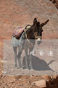 网贷逾期打电话给父母违法吗