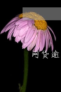 网贷逾期打电话要通知联系人 网贷逾期打电话要通知联系人