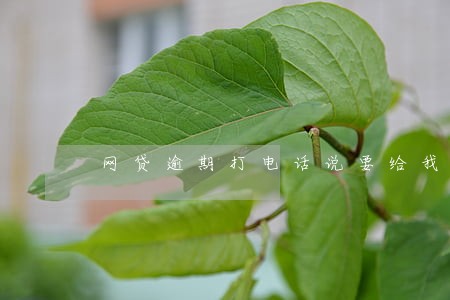 网贷逾期打电话说要给我申请一笔 网贷逾期打电话说要给我申请一笔