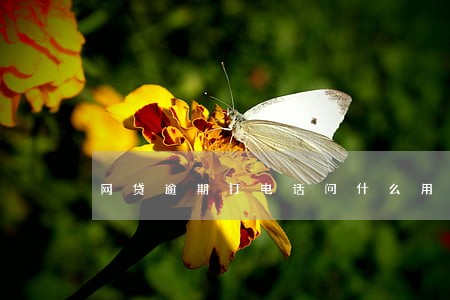网贷逾期打电话问什么用途 网贷逾期打电话问什么用途