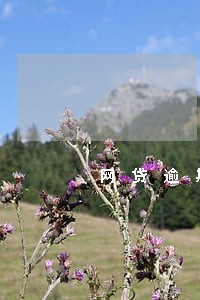 网贷逾期打电话骚扰可以举报吗 网贷逾期打电话骚扰可以举报吗