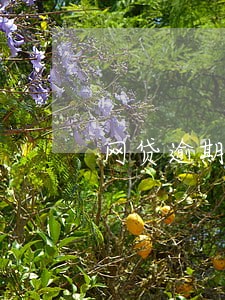网贷逾期打算怎么处理 网贷逾期打算怎么处理