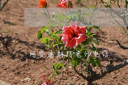 网贷逾期打老师电话 网贷逾期打老师电话