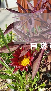 网贷逾期打联系人电话查单位 网贷逾期打联系人电话查单位