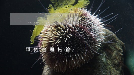 网贷逾期托管 网贷逾期托管
