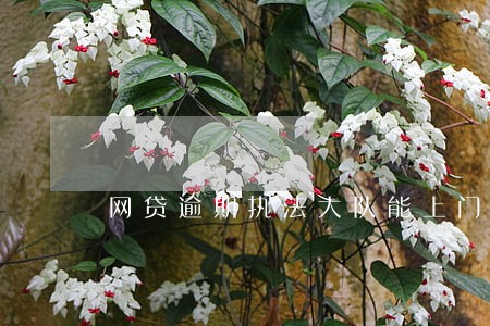 网贷逾期执法大队能上门取证吗 网贷逾期执法大队能上门取证吗