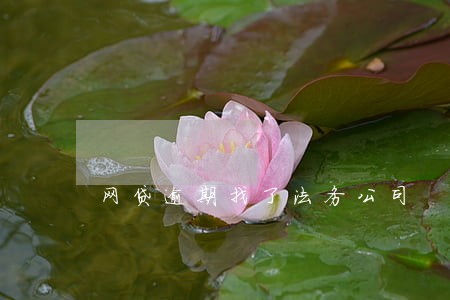 网贷逾期找了法务公司 网贷逾期找了法务公司
