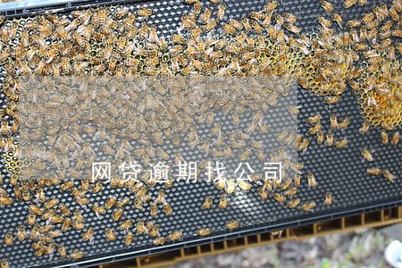 网贷逾期找公司 网贷逾期找公司
