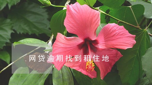 网贷逾期找到租住地 网贷逾期找到租住地