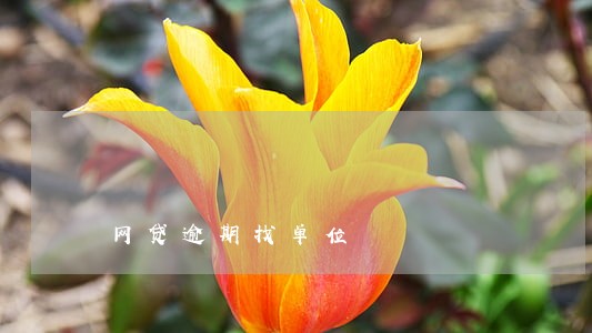 网贷逾期找单位 网贷逾期找单位