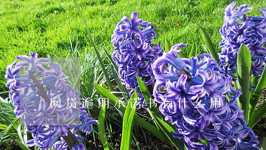 网贷逾期承诺书有什么用 网贷逾期承诺书有什么用