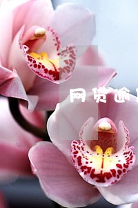 网贷逾期把我花呗停了 网贷逾期把我花呗停了