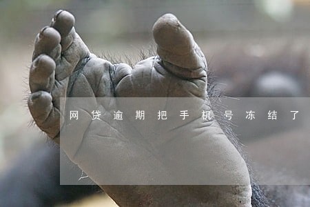 网贷逾期把手机号冻结了 网贷逾期把手机号冻结了