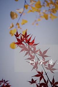 网贷逾期把手机联系人删除 网贷逾期把手机联系人删除