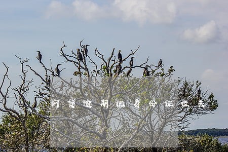 网贷逾期把身份证挂失 网贷逾期把身份证挂失