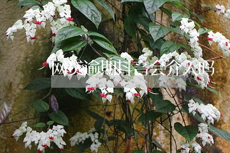 网贷逾期抖音会介入吗 网贷逾期抖音会介入吗