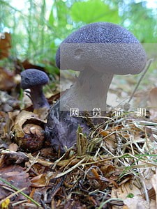 网贷逾期报公安局备案
