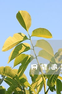 网贷逾期报案文书 网贷逾期报案文书