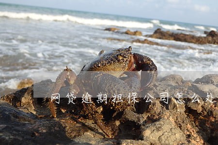 网贷逾期担保公司怎么处理 网贷逾期担保公司怎么处理