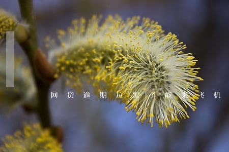 网贷逾期拉黑了能乘飞机 网贷逾期拉黑了能乘飞机