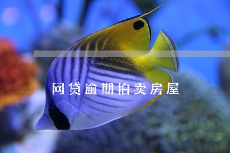 网贷逾期拍卖房屋 网贷逾期拍卖房屋