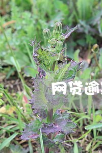 网贷逾期拍拍贷 网贷逾期拍拍贷