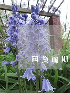 网贷逾期招商能知道吗 网贷逾期招商能知道吗