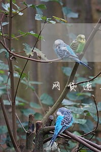 网贷逾期按揭中的房贷 网贷逾期按揭中的房贷