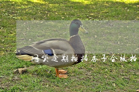 网贷逾期按揭房子会被拍卖吗 网贷逾期按揭房子会被拍卖吗