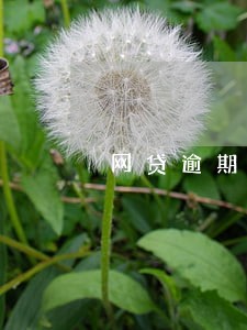 网贷逾期按揭房能买卖吗 网贷逾期按揭房能买卖吗