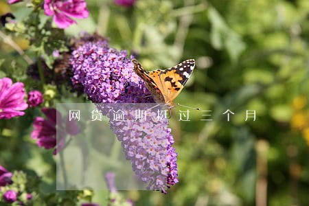 网贷逾期挺过三个月 网贷逾期挺过三个月