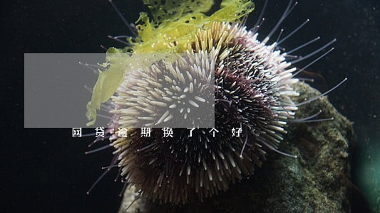网贷逾期换了个好 网贷逾期换了个好