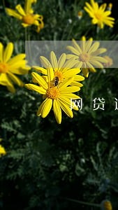 网贷逾期换了个手机号码 网贷逾期换了个手机号码