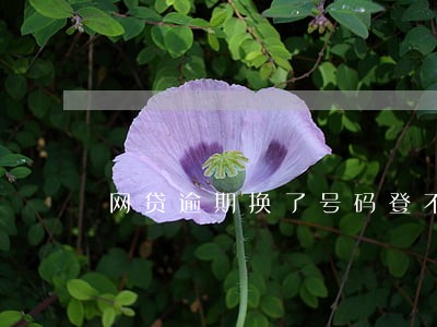 网贷逾期换了号码登不上 网贷逾期换了号码登不上