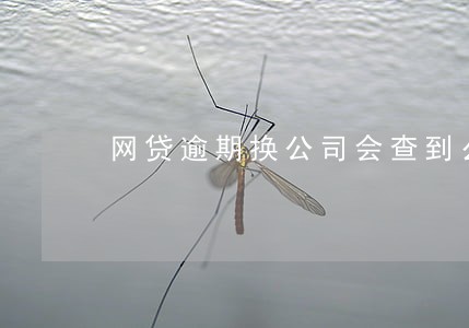网贷逾期换公司会查到么 网贷逾期换公司会查到么