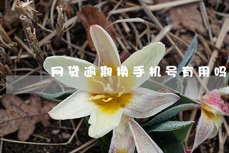 网贷逾期换手机号有用吗 网贷逾期换手机号有用吗