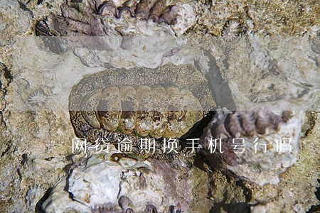 网贷逾期换手机号行吗 网贷逾期换手机号行吗