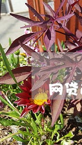 网贷逾期换新的银行卡 网贷逾期换新的银行卡