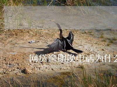 网贷逾期换电话为什么还能找到 网贷逾期换电话为什么还能找到