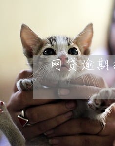 网贷逾期换电话行吗 网贷逾期换电话行吗