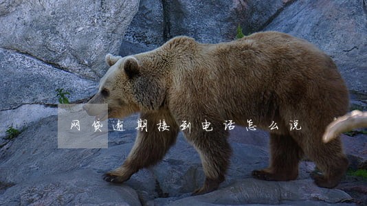 网贷逾期接到电话怎么说