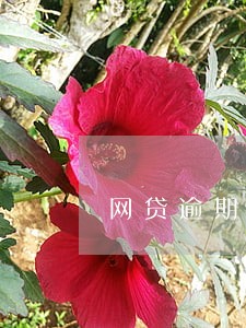 网贷逾期提醒上征信的短信通知 网贷逾期提醒上征信的短信通知