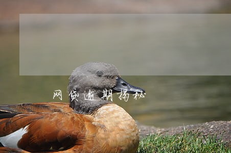 网贷逾期揭秘 网贷逾期揭秘
