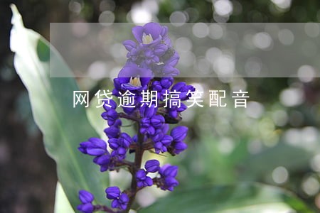 网贷逾期搞笑配音 网贷逾期搞笑配音