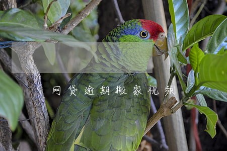 网贷逾期搬家视频 网贷逾期搬家视频
