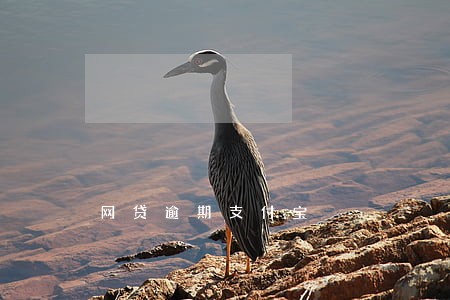 网贷逾期支付宝 网贷逾期支付宝