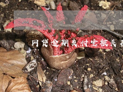 网贷逾期支付宝被关花呗 网贷逾期支付宝被关花呗