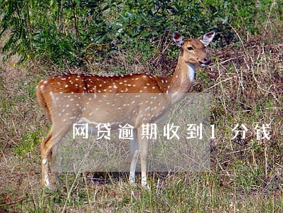 网贷逾期收到1分钱 网贷逾期收到1分钱