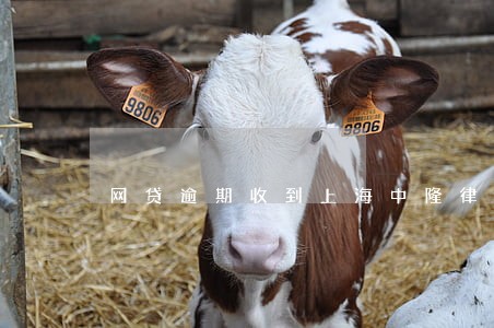 网贷逾期收到上海中隆律师函 网贷逾期收到上海中隆律师函